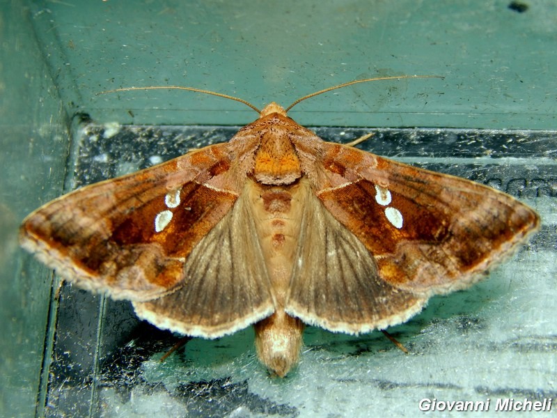 2 Noctuidae Plusiinae